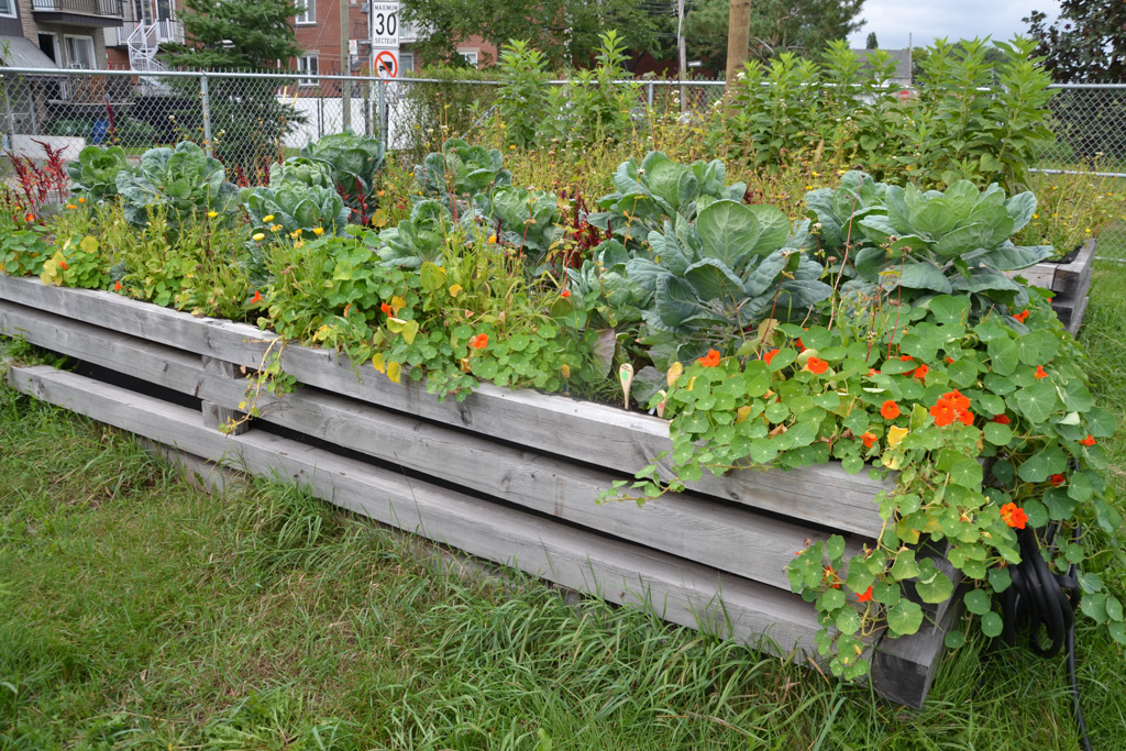 Jardins collectifs de Montréal-Est